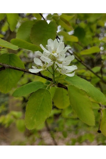 Amelanchier alnifolia